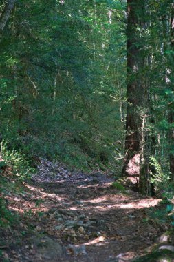 Ordesa y Monte Perdido ulusal parkında, Aragonese Pireneleri 'nde, Huesca, İspanya' da. görünüm