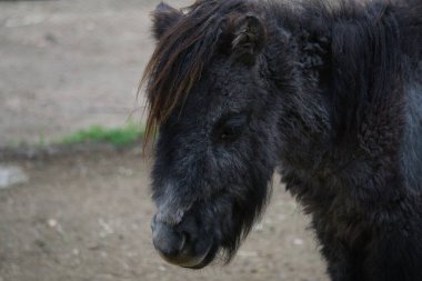 Tarladaki bir midillinin portresi. hayvanlar