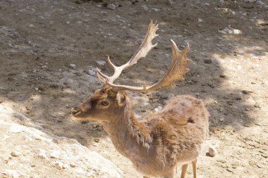 Tarladaki geyik portresi. hayvanlar