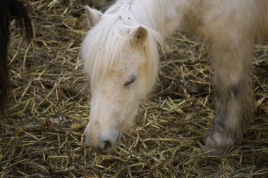 Otları yiyen bir midillinin portresi. hayvanlar