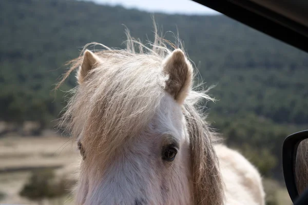 portrait of a pony in a car window. animals