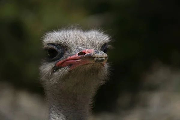 Portrait Ostrich Field Animal — Stock Photo, Image