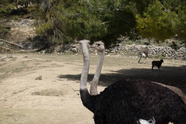 Ritratto Due Struzzi Che Camminano Nel Campo Animali — Foto Stock