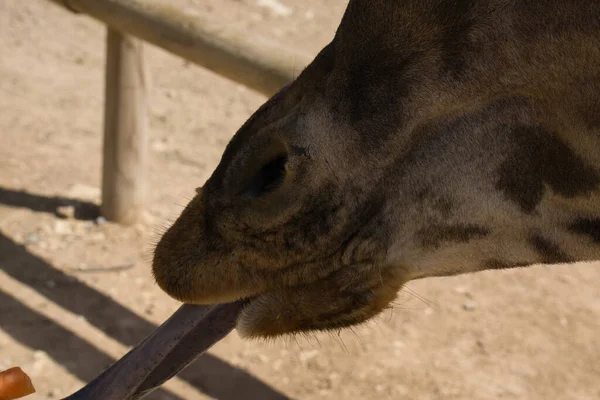 Retrato Uma Girafa Campo Animais — Fotografia de Stock