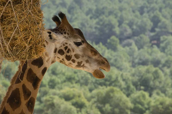 giraffe eating from a tree. animals