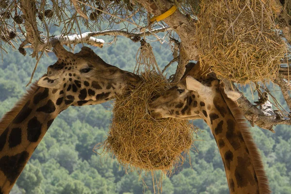 Καμηλοπάρδαλη Τρώει Από Δέντρο Ζώα — Φωτογραφία Αρχείου