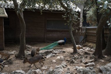 Capybara ve tavus kuşu Sierra de Aitana, Alicante, İspanya 'da bulunan doğal bir park ve hayvan rezervinde bulunur. görünüm