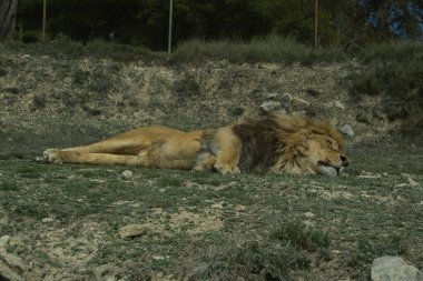 Sierra de Aitana, Alicante, İspanya 'da bulunan doğal bir parkta ve hayvan rezervlerinde dinlenen aslanlar. görünüm