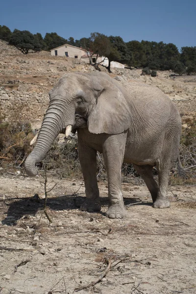 Portrait Éléphant Afrique Dans Parc Naturel Une Réserve Animalière Situé — Photo