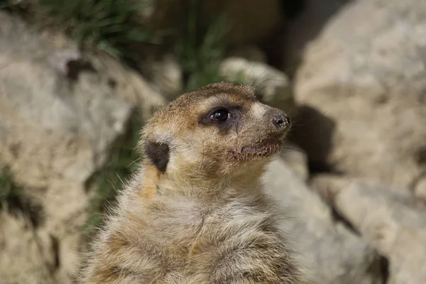 Meerkat Φυσικό Πάρκο Και Καταφύγιο Ζώων Που Βρίσκεται Στη Sierra — Φωτογραφία Αρχείου