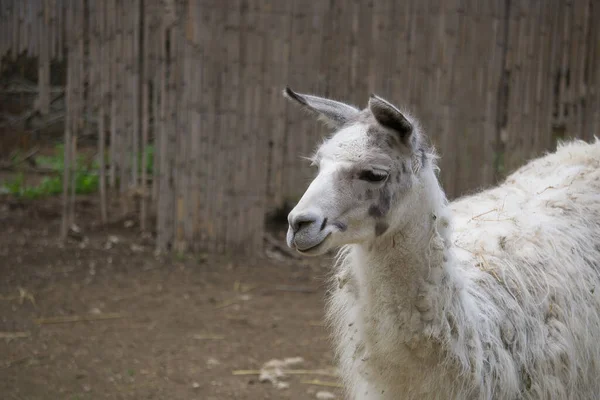 Lamas Einem Naturpark Und Tierreservat Der Sierra Aitana Alicante Spanien — Stockfoto