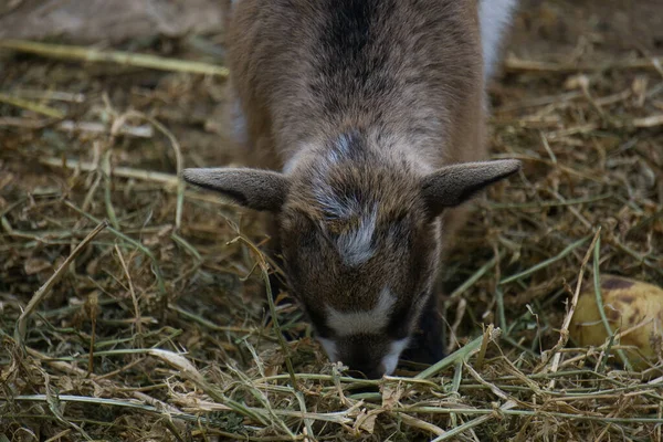 Small Ram Natural Park Animal Reserve Located Sierra Aitana Alicante — Stock Photo, Image