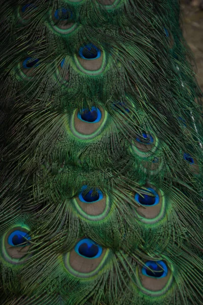 Peacock Displaying Its Plumage Natural Park Animal Reserve Located Sierra — Stock Photo, Image