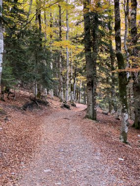 Ordesa y Monte Perdido Ulusal Parkı 'ndaki dağların, ormanların, şelalelerin ve doğal havuzların manzarası. İspanya 'nın Huesca eyaletinde. manzara