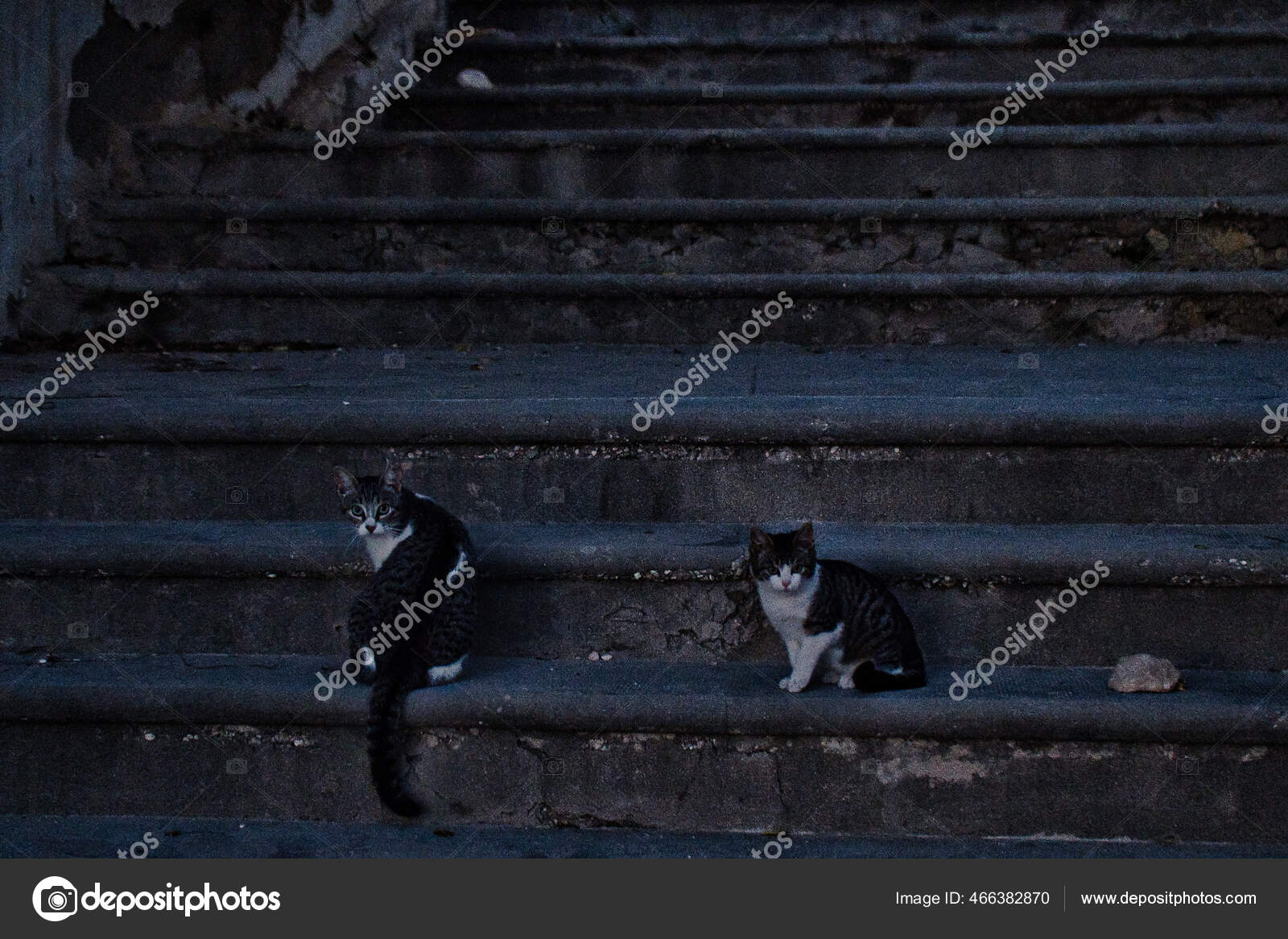 Black Cat Under Ladder