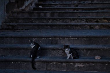 Valensiyalı halk, İspanya 'da Alicante' de kameraya bakan merdivendeki kediler. görünüm