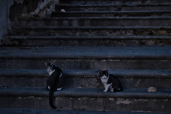 Gatos Escada Olhando Para Câmera Alicante Comunidade Valenciana Espanha Vista — Fotografia de Stock