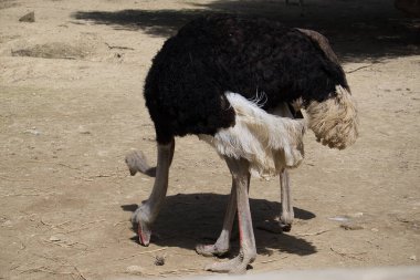 Tarlada yemek yiyen devekuşu portresi. hayvanlar