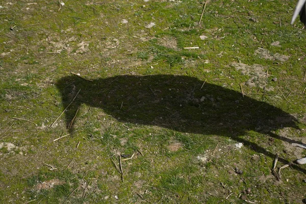 shadow a marabu in a natural park and animal reserve, located in the Sierra de Aitana, Alicante, Spain. portrait