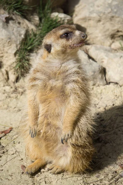 Meerkat Φυσικό Πάρκο Και Καταφύγιο Ζώων Που Βρίσκεται Στη Sierra — Φωτογραφία Αρχείου