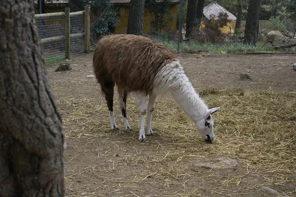 Lama Einem Naturpark Und Tierreservat Der Sierra Aitana Alicante Spanien — Stockfoto