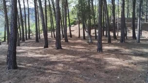 Skog Tranco Reservoaren Sett Utifrån Drönaren Beläget Naturparken Sierras Cazorla — Stockvideo