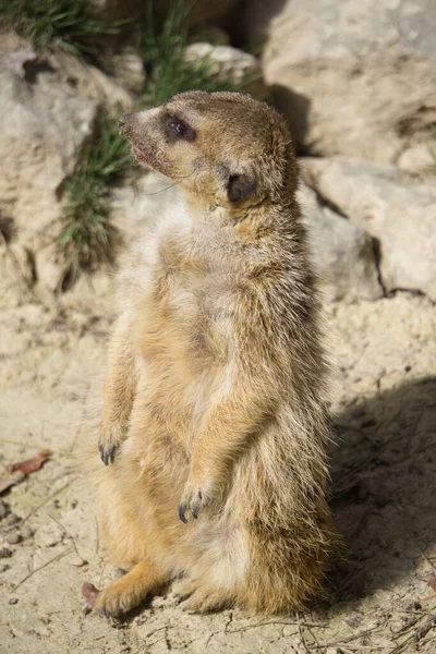 Meerkat Natural Park Animal Reserve Located Sierra Aitana Alicante Spain — Stock Photo, Image