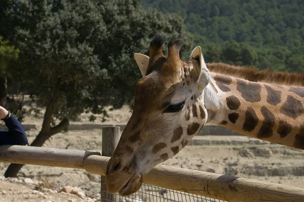 Portrait Giraffe Field Eating Animals — Φωτογραφία Αρχείου