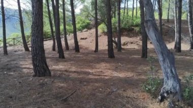 Tranco rezervuarındaki orman İHA 'dan görüldü. Sierra de Cazorla, Segura y las Villas, İspanya 'nın Doğal Parkı' nda yer almaktadır.