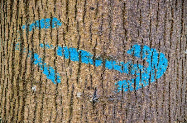 Μπλε Βέλος Από Ντόπα Ζωγραφισμένο Φλοιό Δέντρου Υψηλής Ποιότητας Φωτογραφία — Φωτογραφία Αρχείου