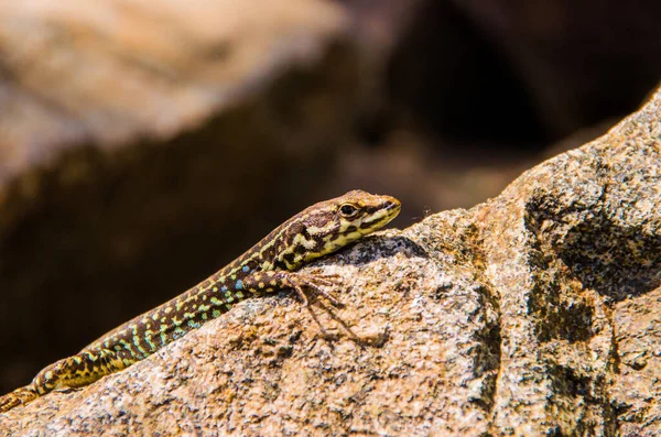 Güneş ışığında granit taş üzerinde kertenkele