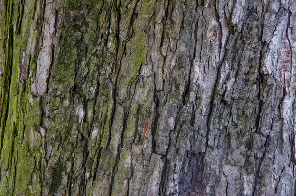 Textur der Holzrinde eines Kastanienbaums — Stockfoto