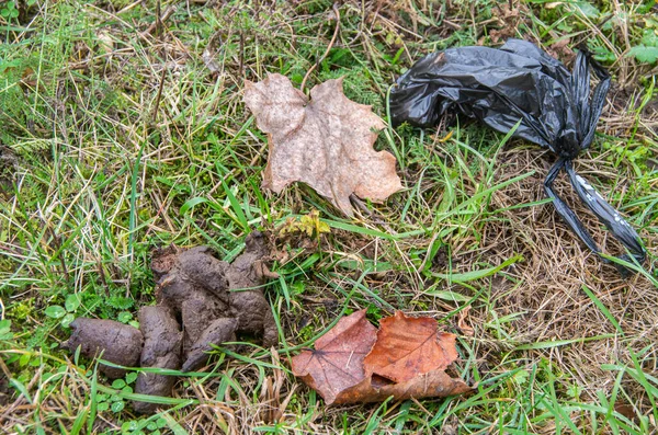 Yaprak ve naylon poşetlerin yanında köpek pisliği.