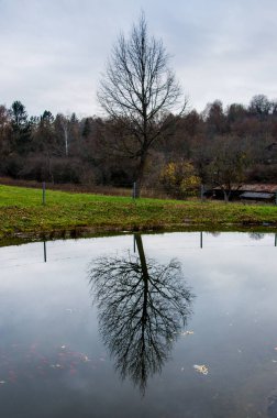 Çıplak ağaç suya yansıtılır. Yüksek kalite fotoğraf