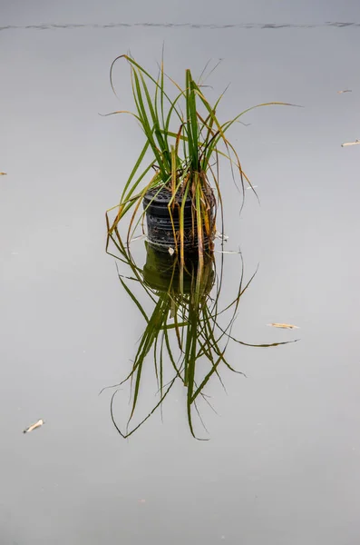 Vattenväxter Dammen Reflekteras Vattnet Högkvalitativt Foto — Stockfoto