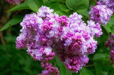 Eflatun çiçeğinin muhteşem menekşesi