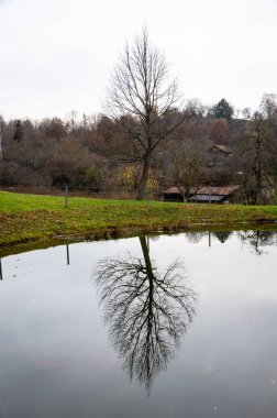 Çıplak ağaç suya yansıtılır. Portre biçimi.