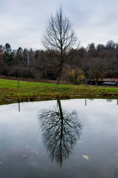 Çıplak ağaç suya yansıtılır. Portre biçimi.