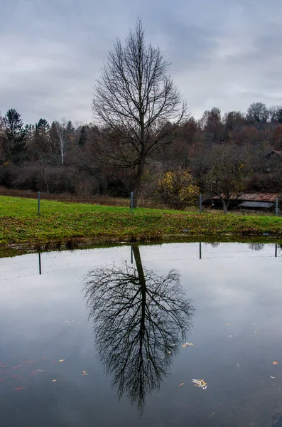 Çıplak ağaç suya yansıtılır. Portre biçimi.