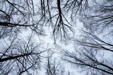 Sonbahar gökyüzünün önündeki Yukarı Bakış Çıplak Ağaçlar