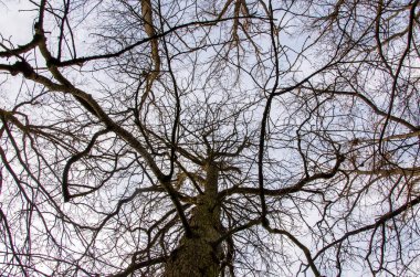 Sonbahar gökyüzünün önündeki Yukarı Bakış Çıplak Ağaçlar