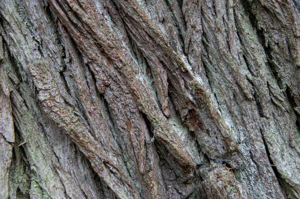 Nahaufnahme einer rauen Rinde einer sehr alten Weide als Textur oder Hintergrund — Stockfoto