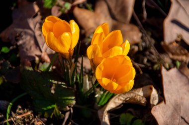 Baharın başlarında sarı timsahlar