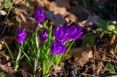 Crocus, Crocus tommasinianus Ruby Giant, ilkbahar başı.