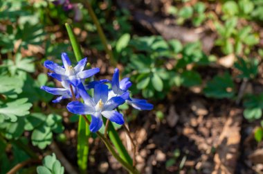 CHIONODOXA BÜYÜK MÜZİK DEĞERİ