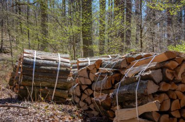 Yakacak odun tamamen bölünmüş ve ormanda 1 sterline kadar toplanmaya hazır.