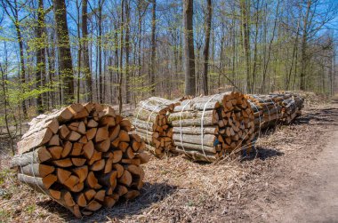 Yakacak odun tamamen bölünmüş ve ormanda 1 sterline kadar toplanmaya hazır.