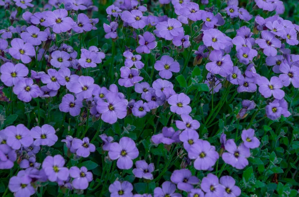 Flores de musgo roxo como uma textura ou fundo — Fotografia de Stock