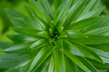 Yukarıdan çiçekli olmayan bir zambak ayrıntılı görünümü