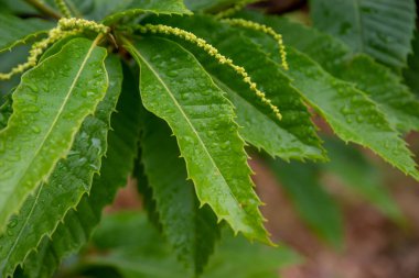 Castanea Sativa ağacının ayrıntıları, yağmurdan sonra açan tatlı kestane dalları.